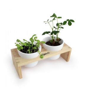 Plante de bureau aromatique mini potager combinant 2 pots - Génicado