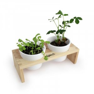 Plante de bureau aromatique mini potager combinant 2 pots - Génicado