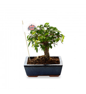 Plante de bureau bonsaï avec trois choix de bonsaï