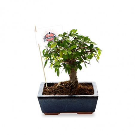 Plante de bureau bonsaï avec trois choix de bonsaï