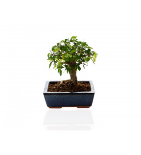 Plante de bureau bonsaï effet dépolluant