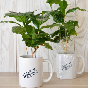 Plante de bureau mug à personnaliser