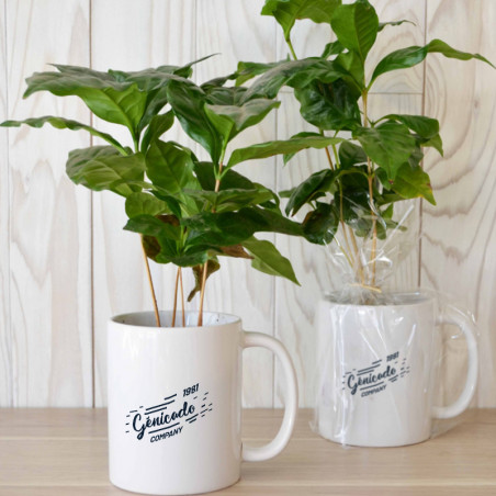Plante de bureau caféier véritable livré en mug - Génicado
