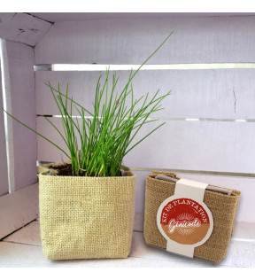 Plante de bureau avec pot toile en jute avec un sachet de graines - Génicado