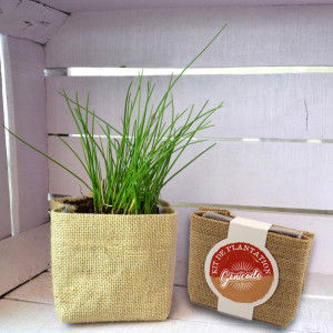 Plante de bureau avec pot toile en jute avec un sachet de graines - Génicado