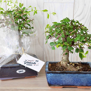 Plante de bureau bonsaï étiquette votre logo - Génicado