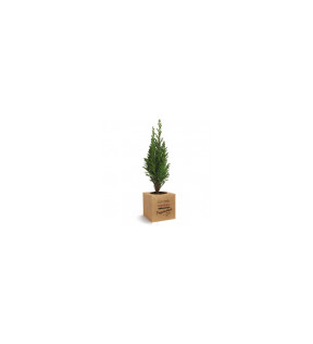 Plante de bureau dépolluante palmier avec pot cube en bois