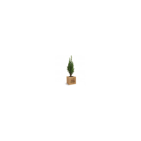 Plante de bureau dépolluante palmier avec pot cube en bois