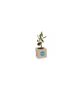 Plante de bureau dépolluante mini olivier avec pot cube en bois