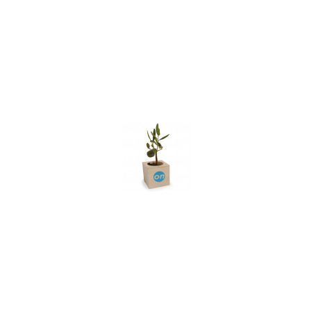 Plante de bureau dépolluante mini olivier avec pot cube en bois