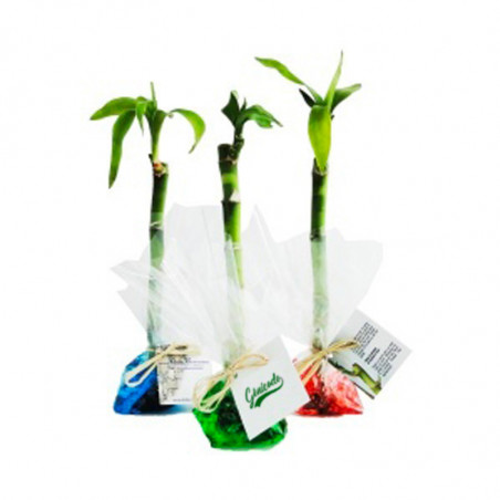 Bambou d'eau en papier fleuriste personnalisable - Génicado