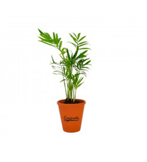Plante personnalisable dépolluante en pot terre cuite 10cm palmier